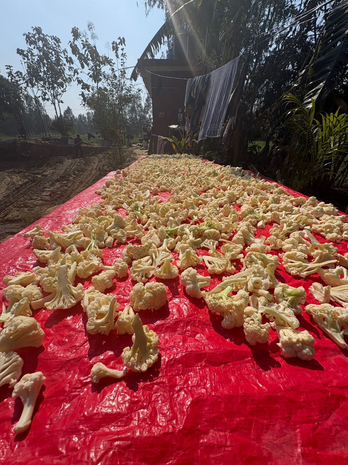 Sun-drying ingredients